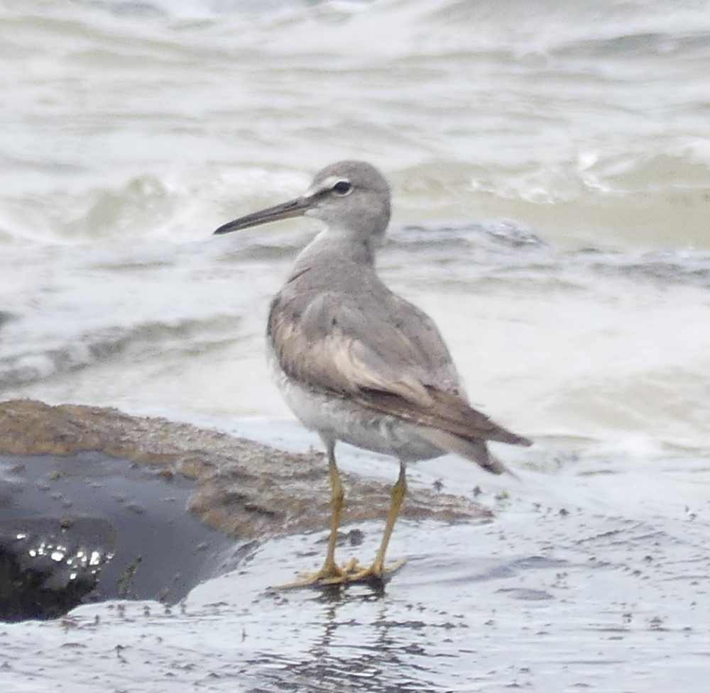 Gray-tailed Tattler - ML393781241