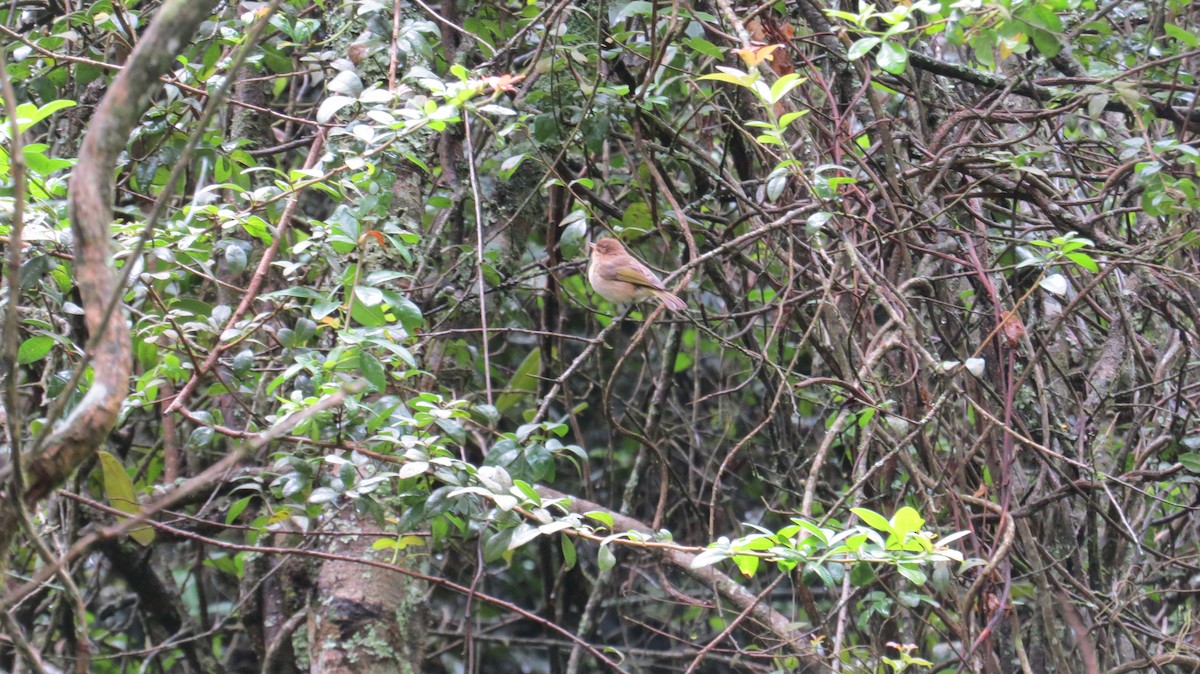 Brown Woodland-Warbler - Mwangi Gitau.