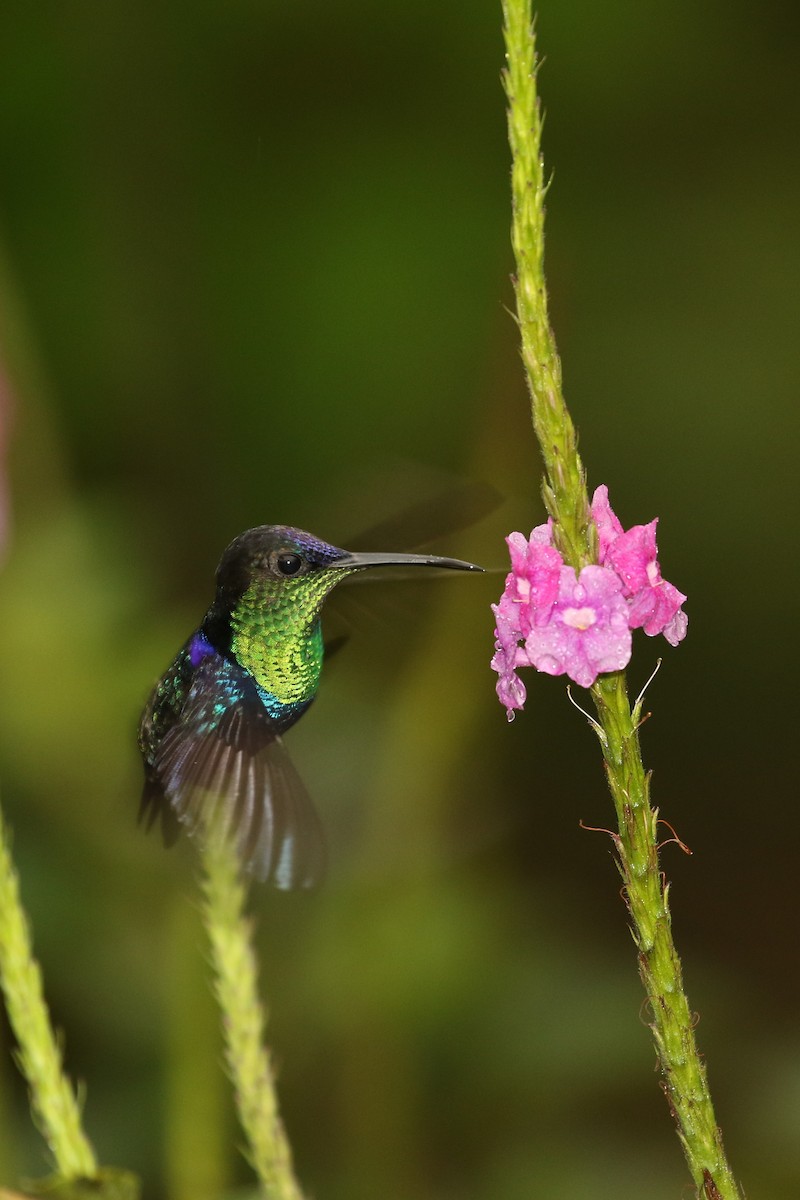 Crowned Woodnymph - ML393782681