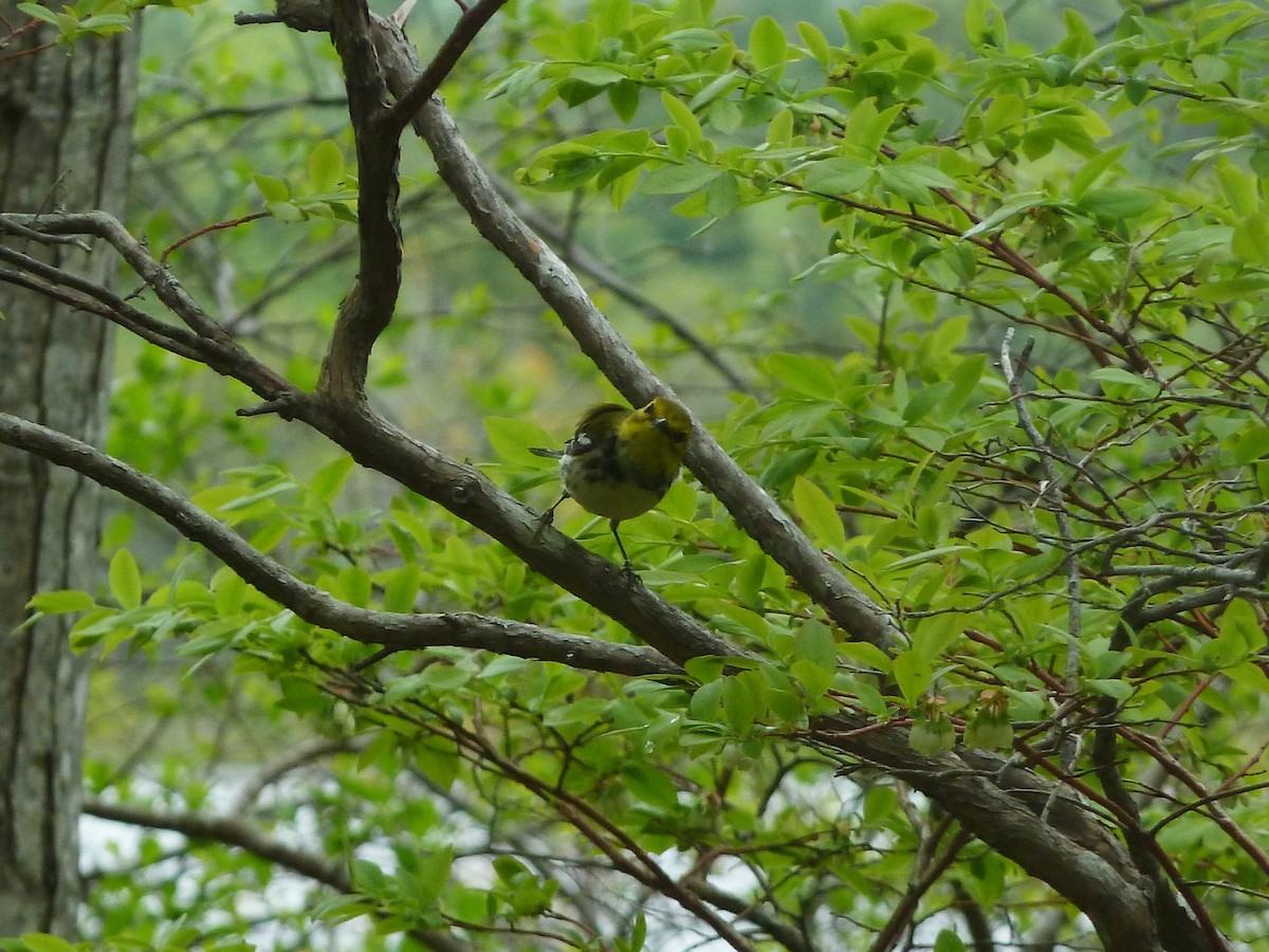 Black-throated Green Warbler - ML39378361