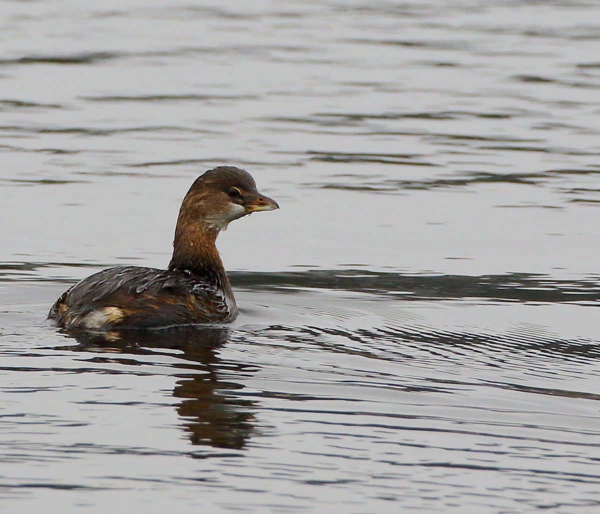 Pied-billed Grebe - ML393783911