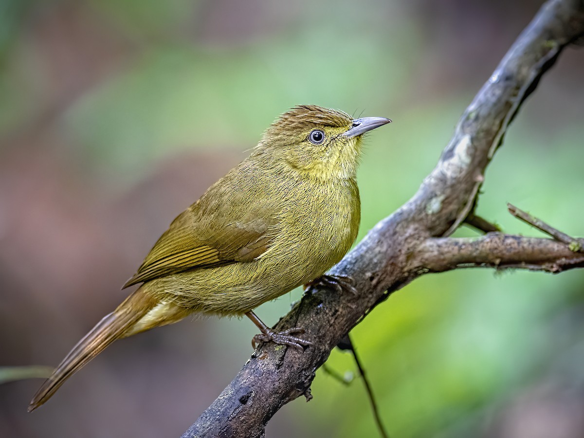 Cachar Bulbul - ML393784311
