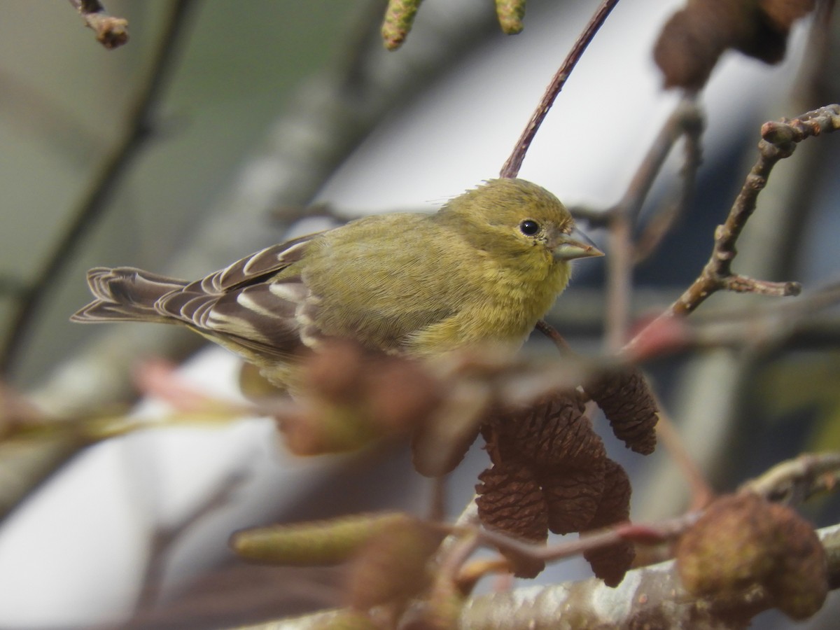 Lesser Goldfinch - ML393784451