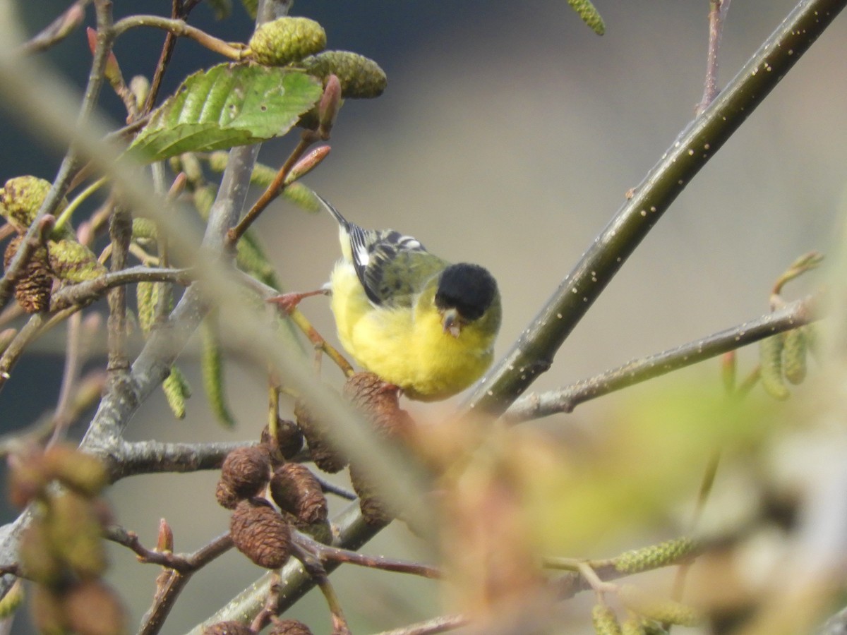 Lesser Goldfinch - Cliff Cordy
