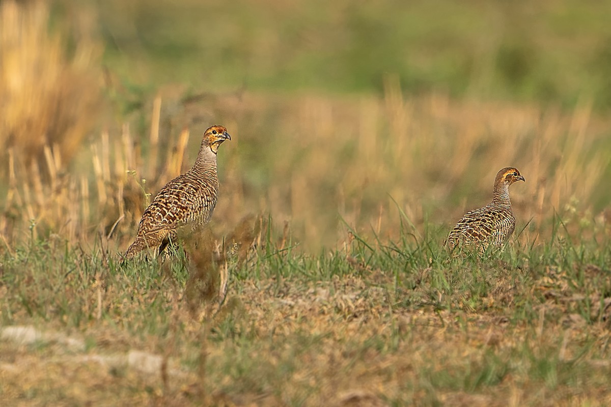 Gray Francolin - ML393785361