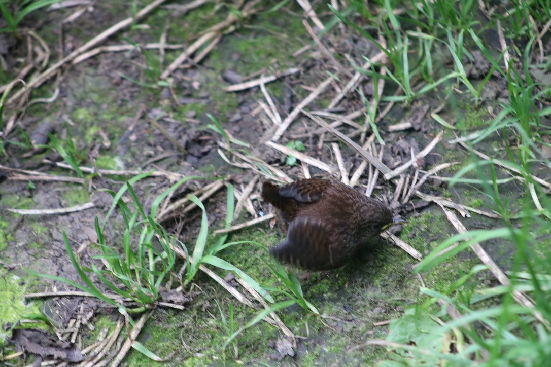 Pacific Wren - ML393786471