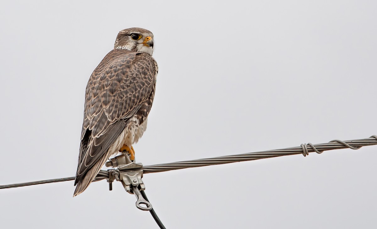 Prairie Falcon - ML393786881