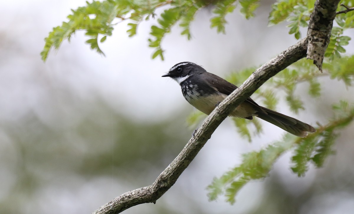 Spot-breasted Fantail - ML393787241