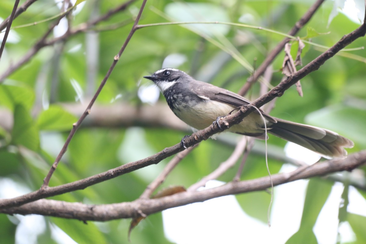 Spot-breasted Fantail - ML393787251