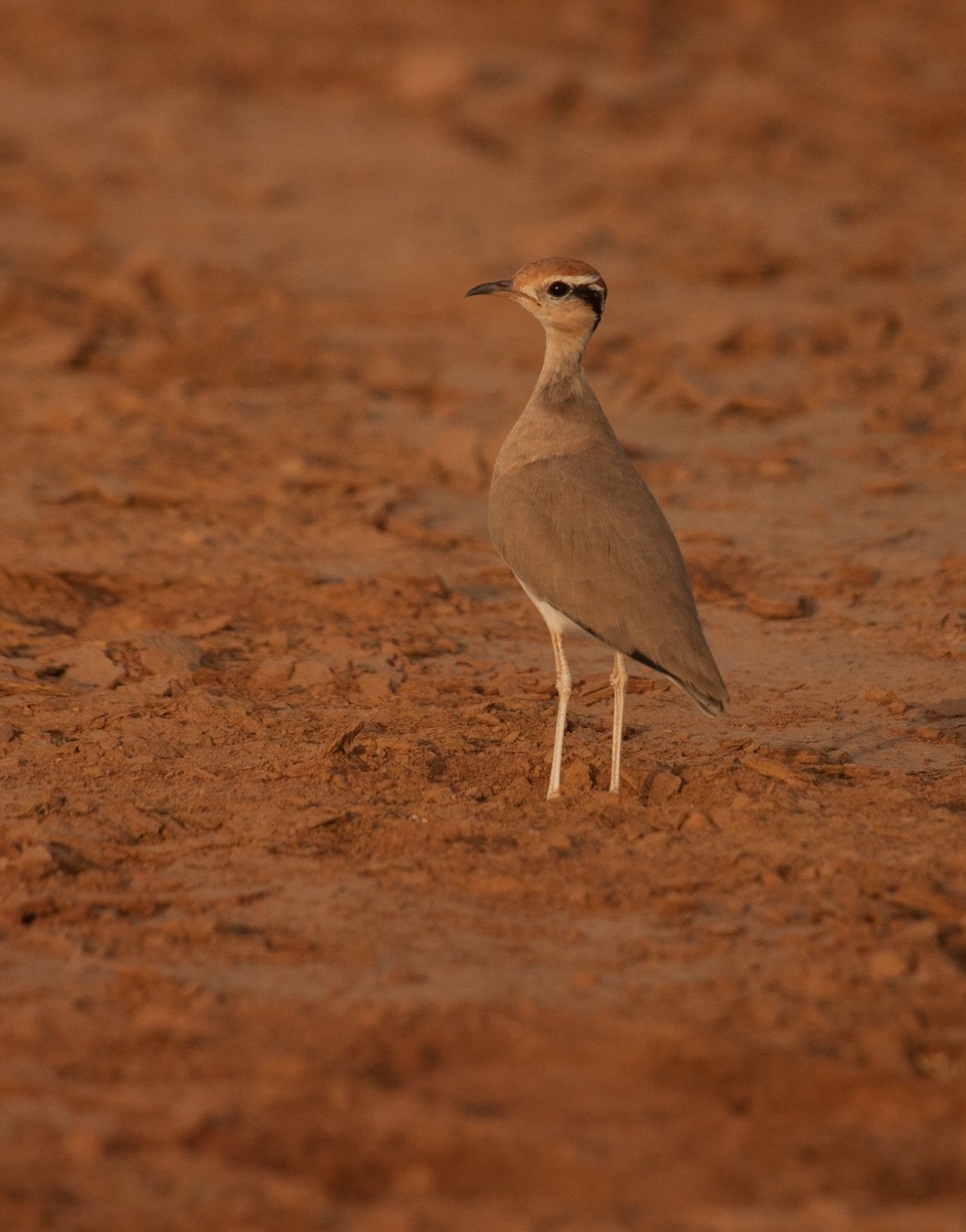 Temminck's Courser - Marshall Iliff