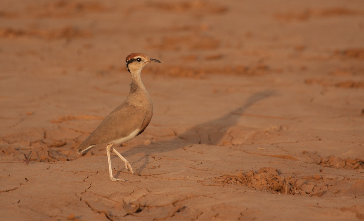 Temminck's Courser - ML39378861