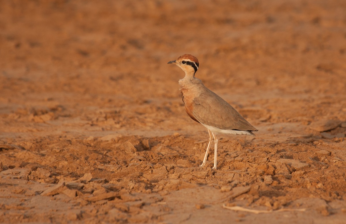 Temminck's Courser - ML39378871