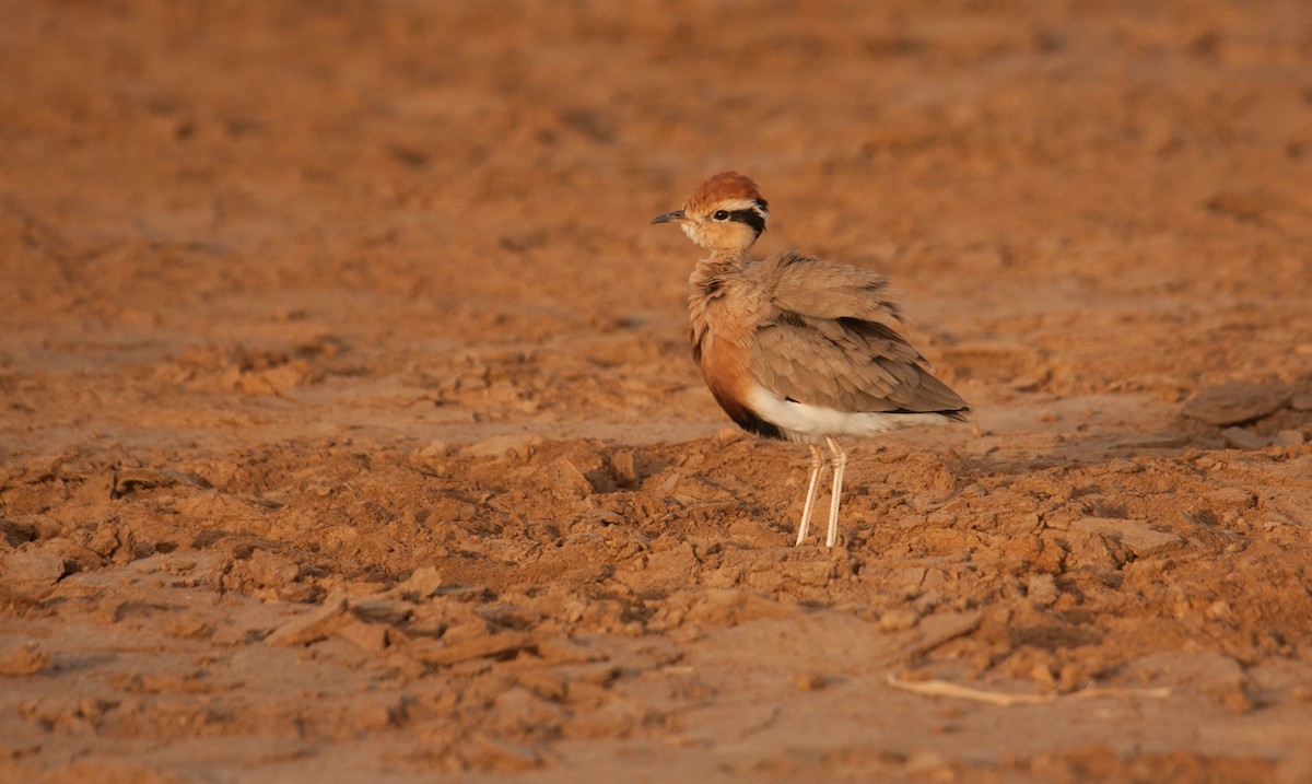 Temminck's Courser - ML39378881