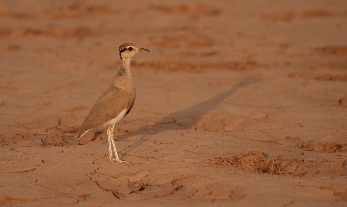 Temminck's Courser - ML39378891