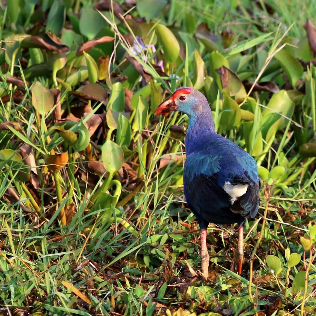 Gray-headed Swamphen - ML393789321