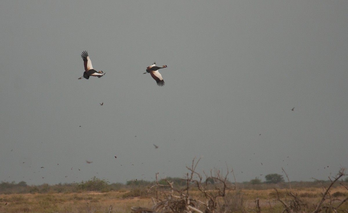 Black Crowned-Crane - ML39378961