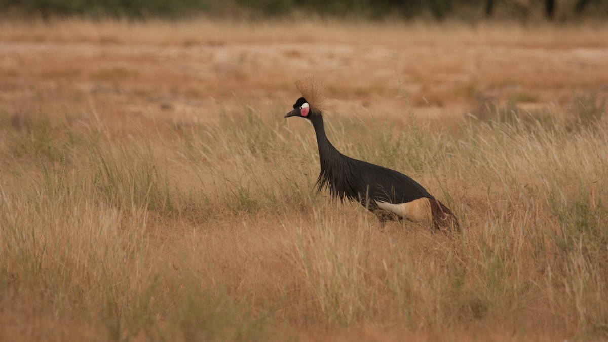 Black Crowned-Crane - ML39378991