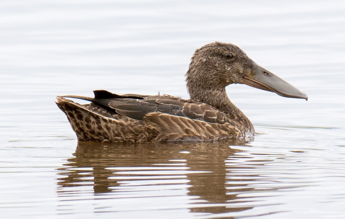 Australasian Shoveler - Martin Anderson