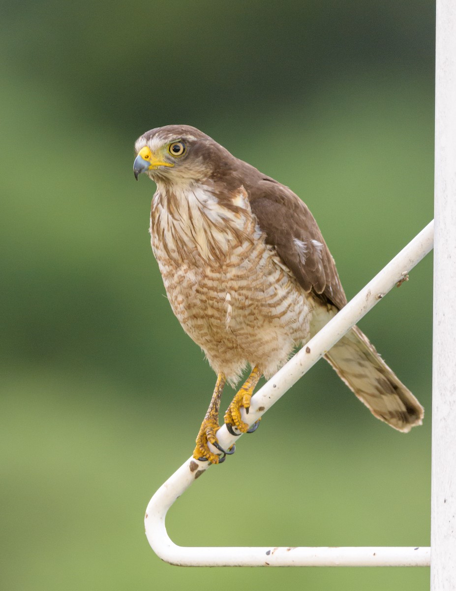 Roadside Hawk - ML393792041