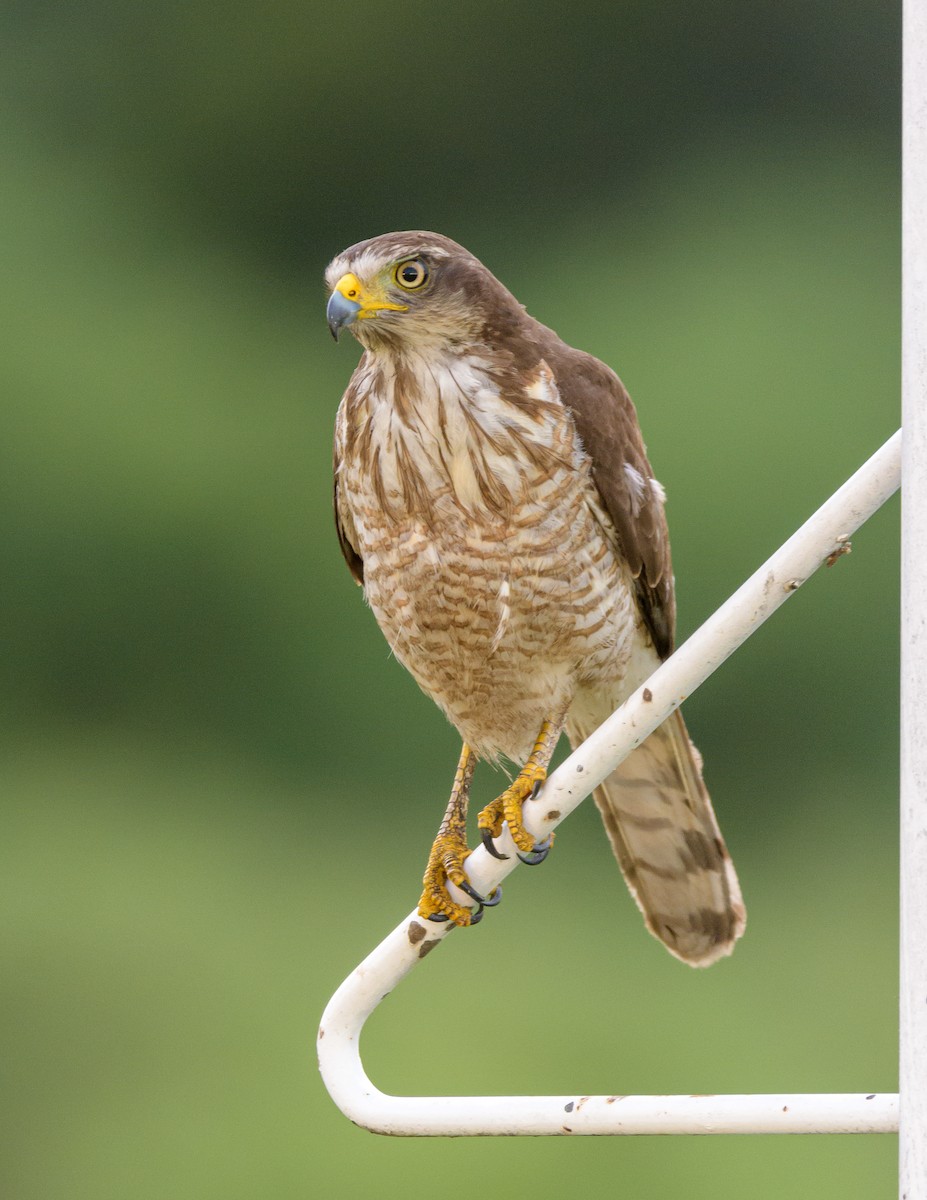 Roadside Hawk - ML393792051