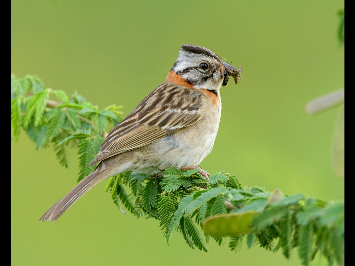 Rufous-collared Sparrow - ML393792221