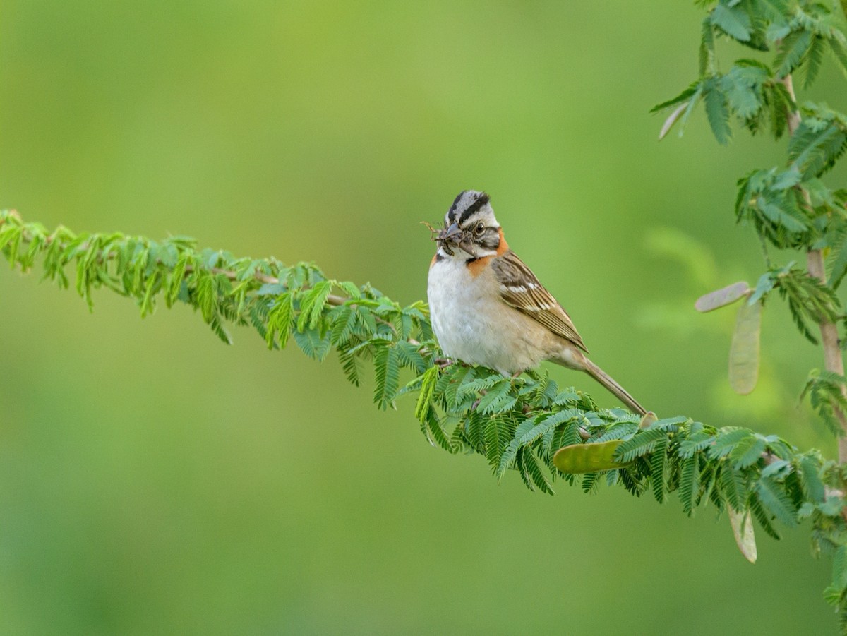 Rufous-collared Sparrow - ML393792231