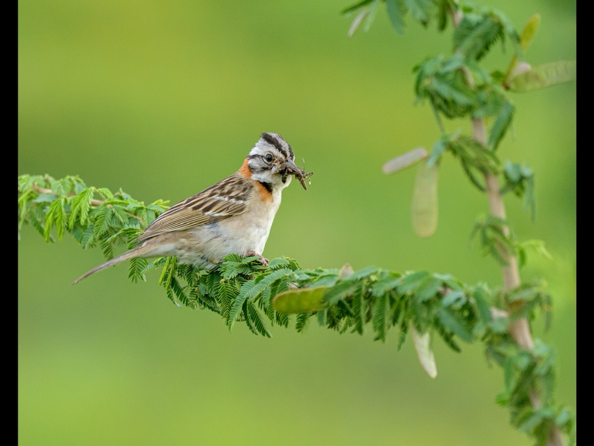 Rufous-collared Sparrow - ML393792241