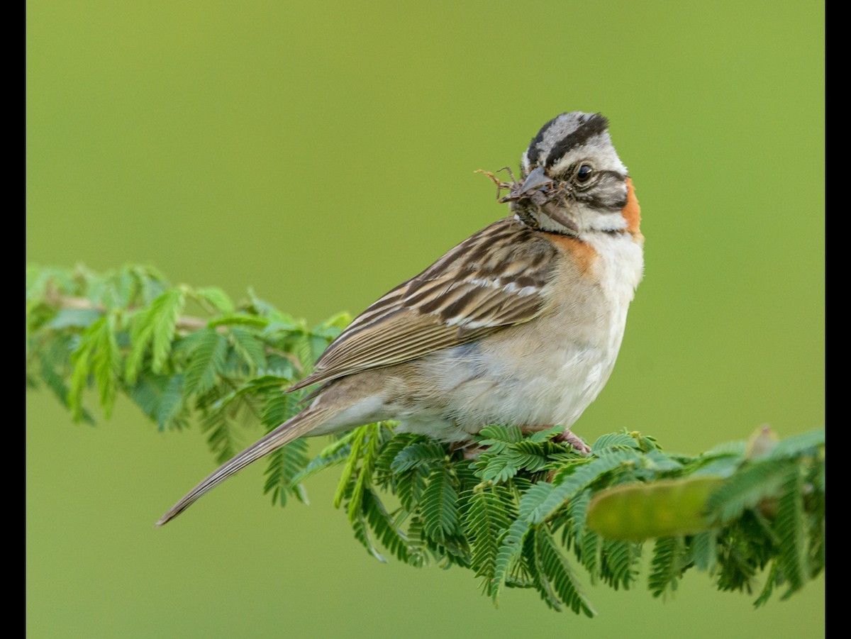 Rufous-collared Sparrow - ML393792261