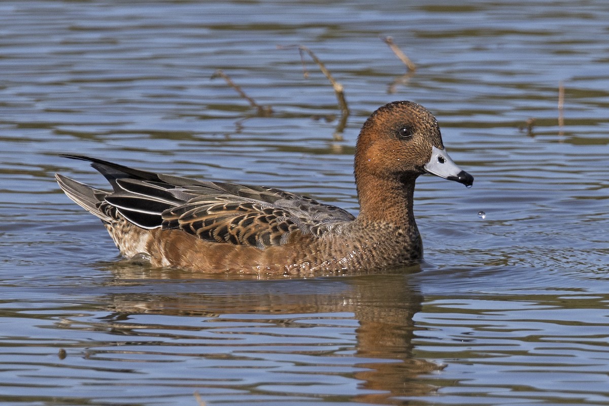 Eurasian Wigeon - Joan Cabellos