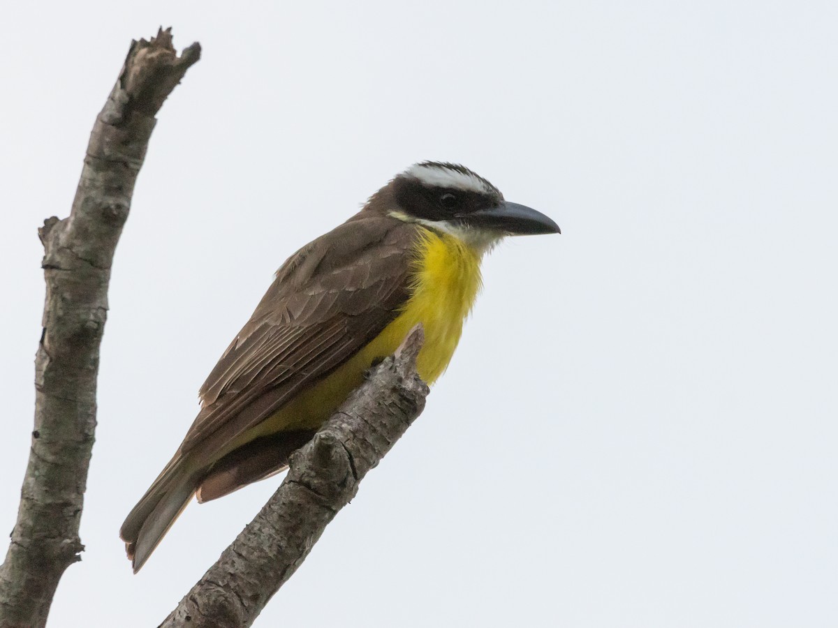 Boat-billed Flycatcher - Carlos Rossello