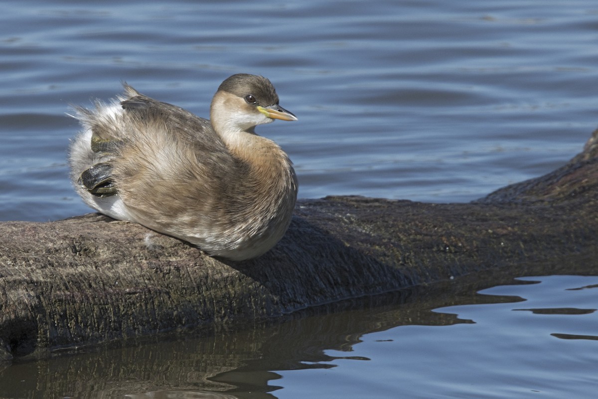 Little Grebe - ML393792601