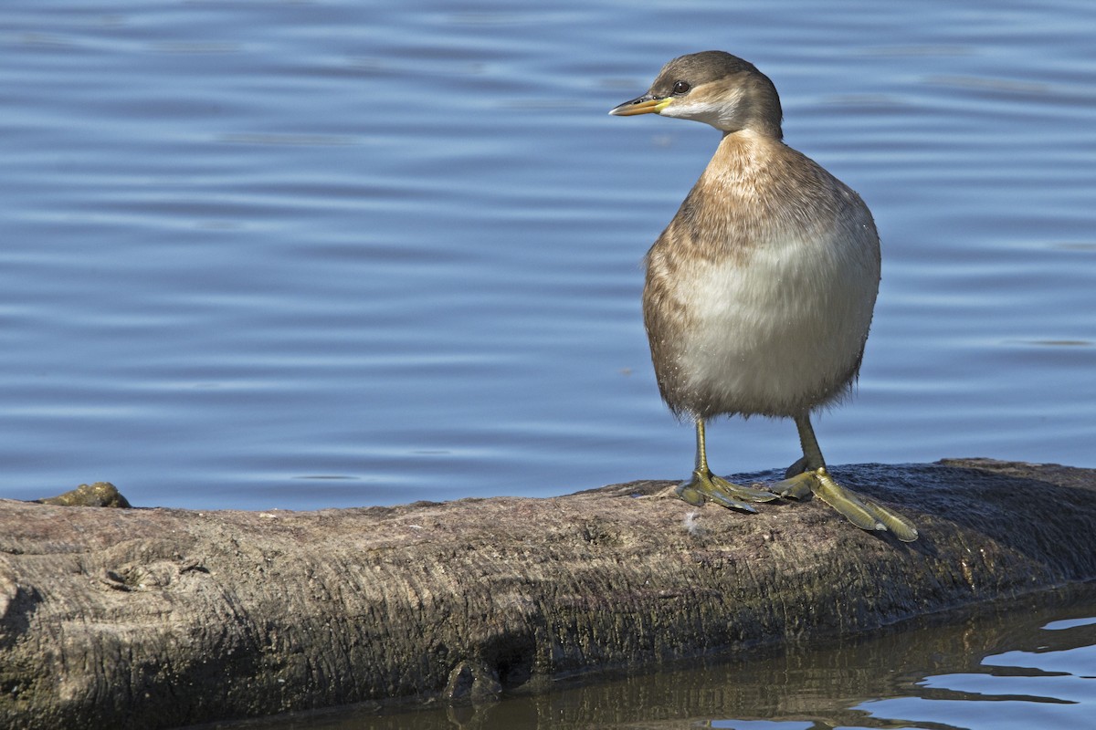 Little Grebe - Joan Cabellos