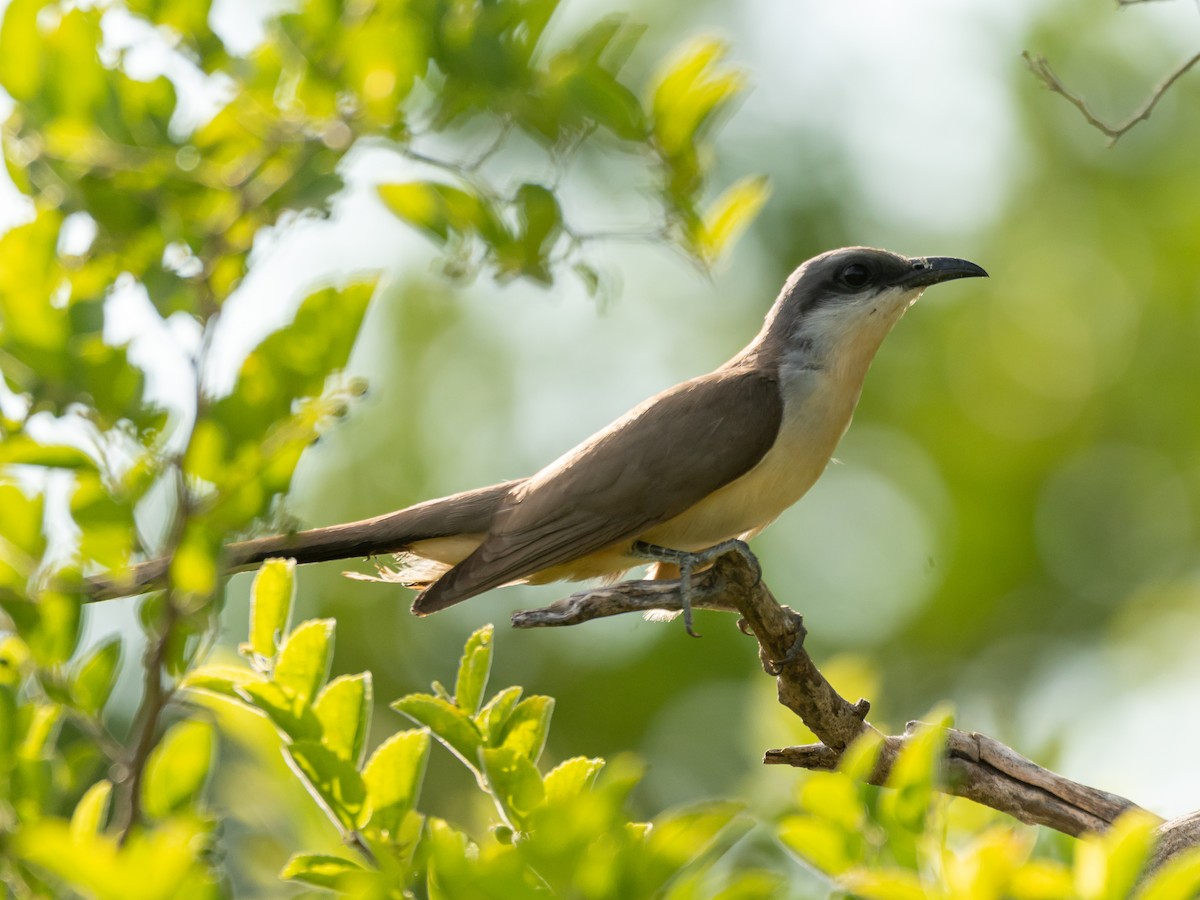 Dark-billed Cuckoo - ML393792681