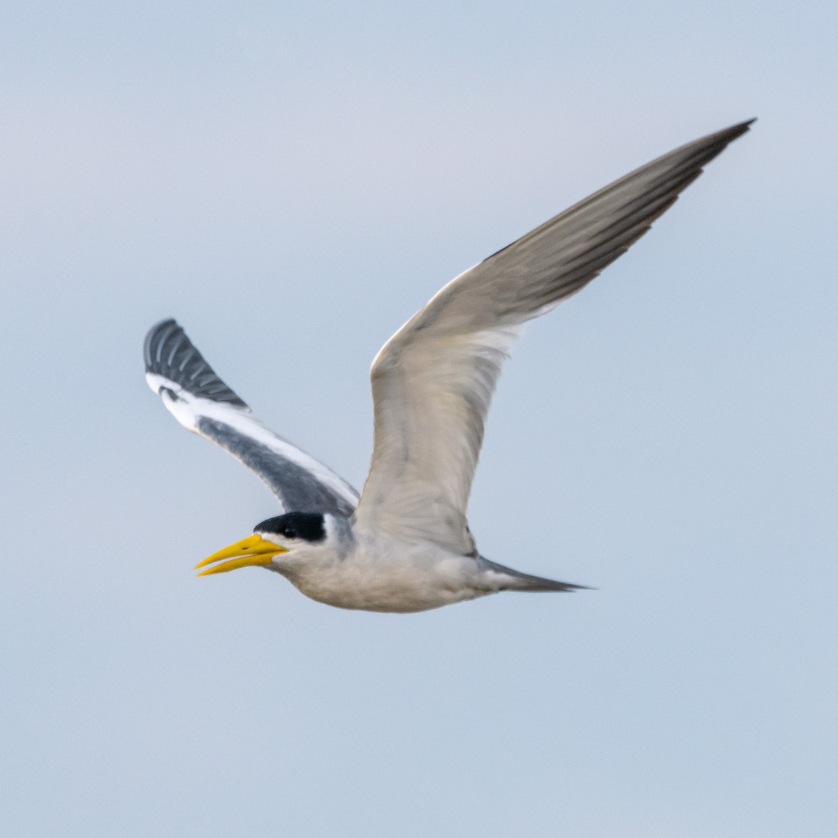 Large-billed Tern - ML393792841