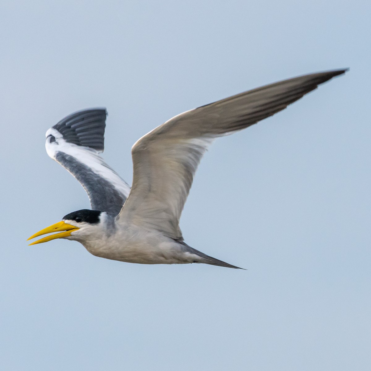 Large-billed Tern - ML393792851