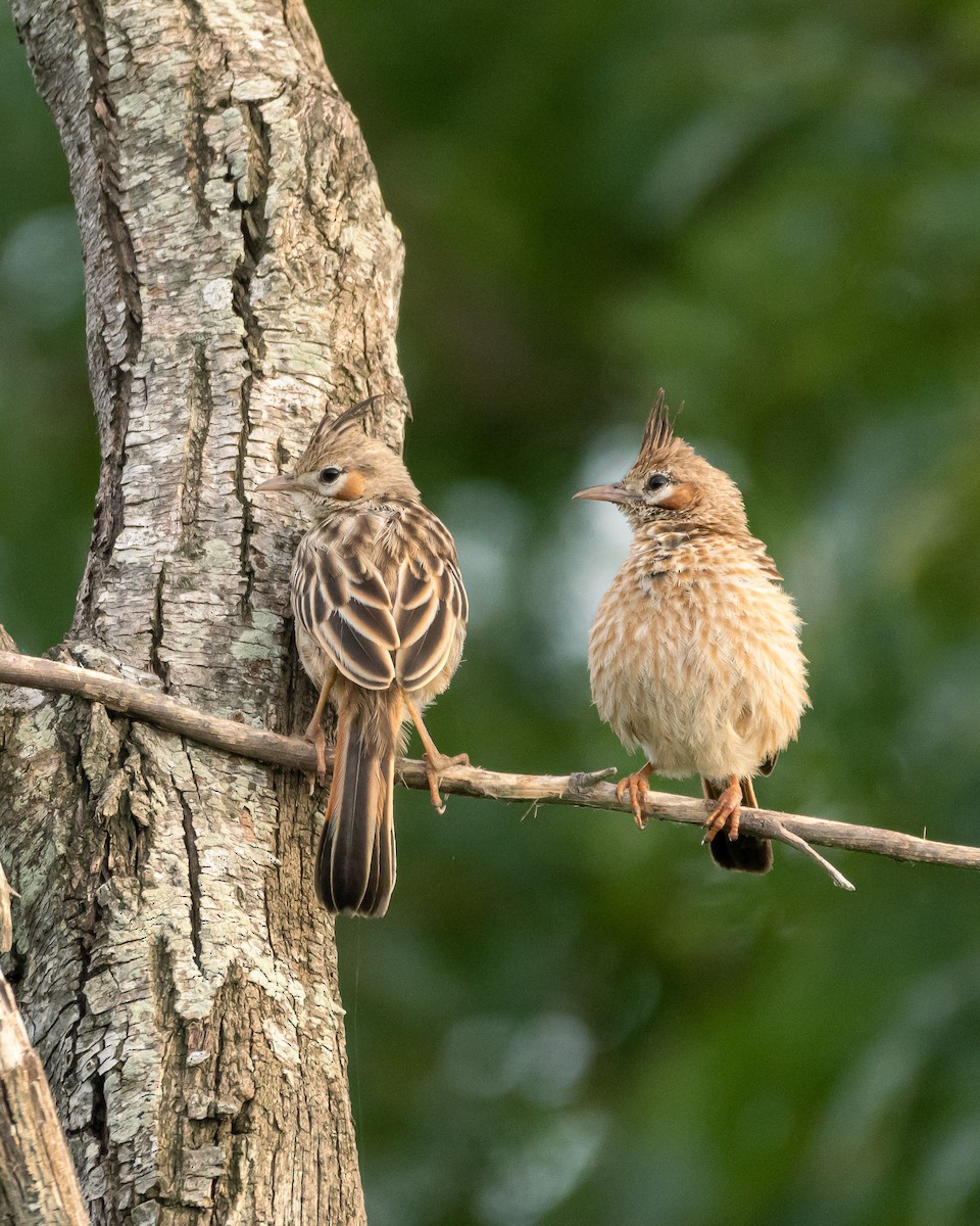 Lark-like Brushrunner - Carlos Rossello