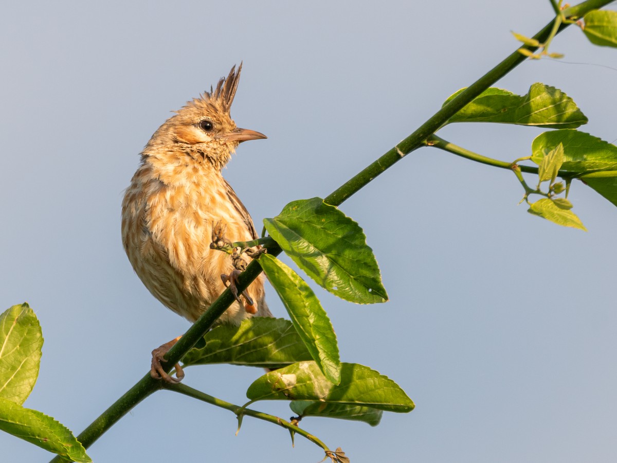 Lark-like Brushrunner - Carlos Rossello