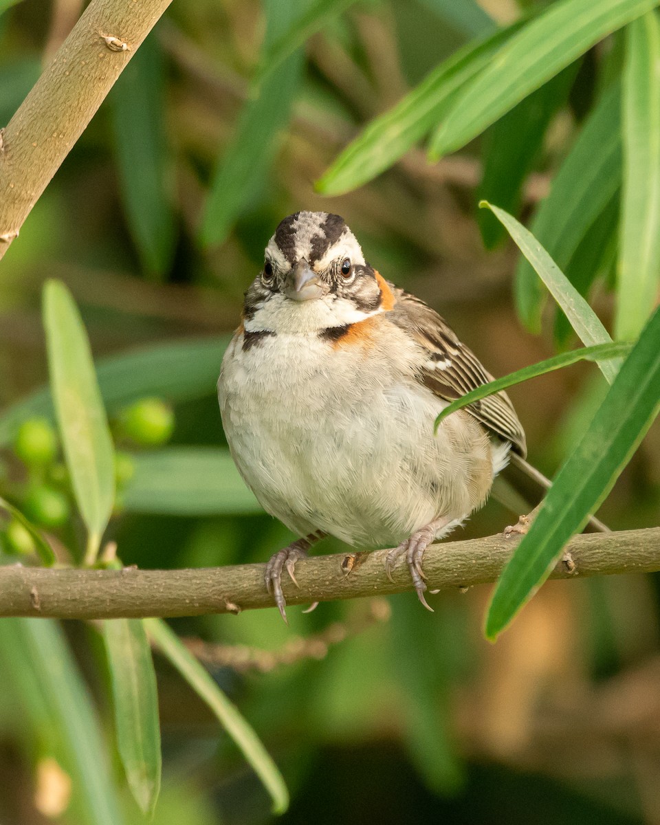 Rufous-collared Sparrow - ML393793191