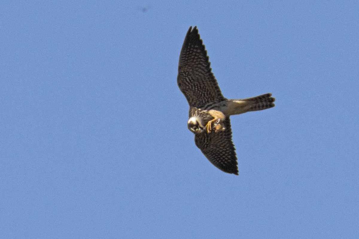 Eurasian Hobby - ML393793241