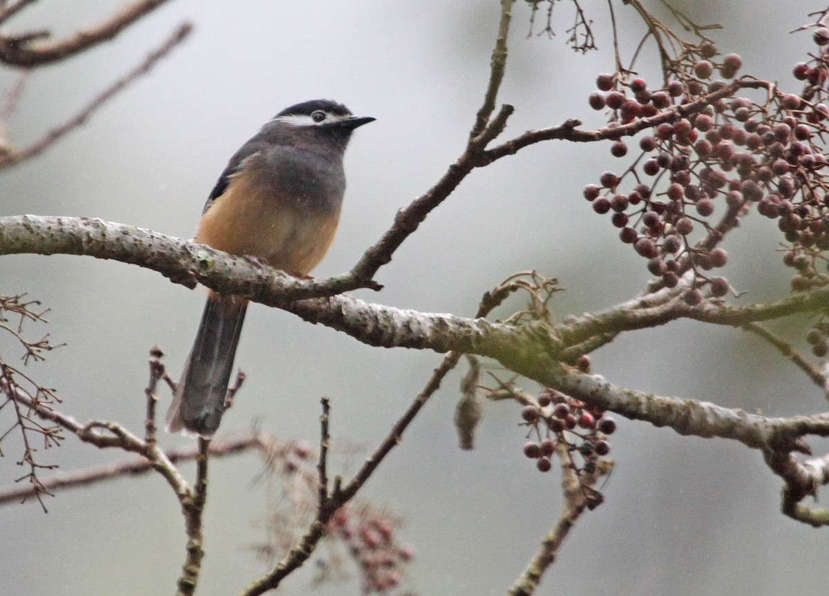 White-eared Sibia - ML393793491