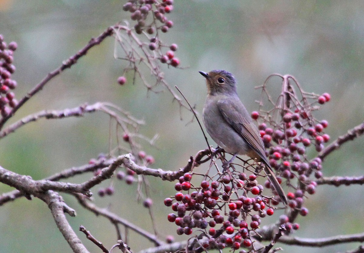 Taiwanblauschnäpper - ML393793501