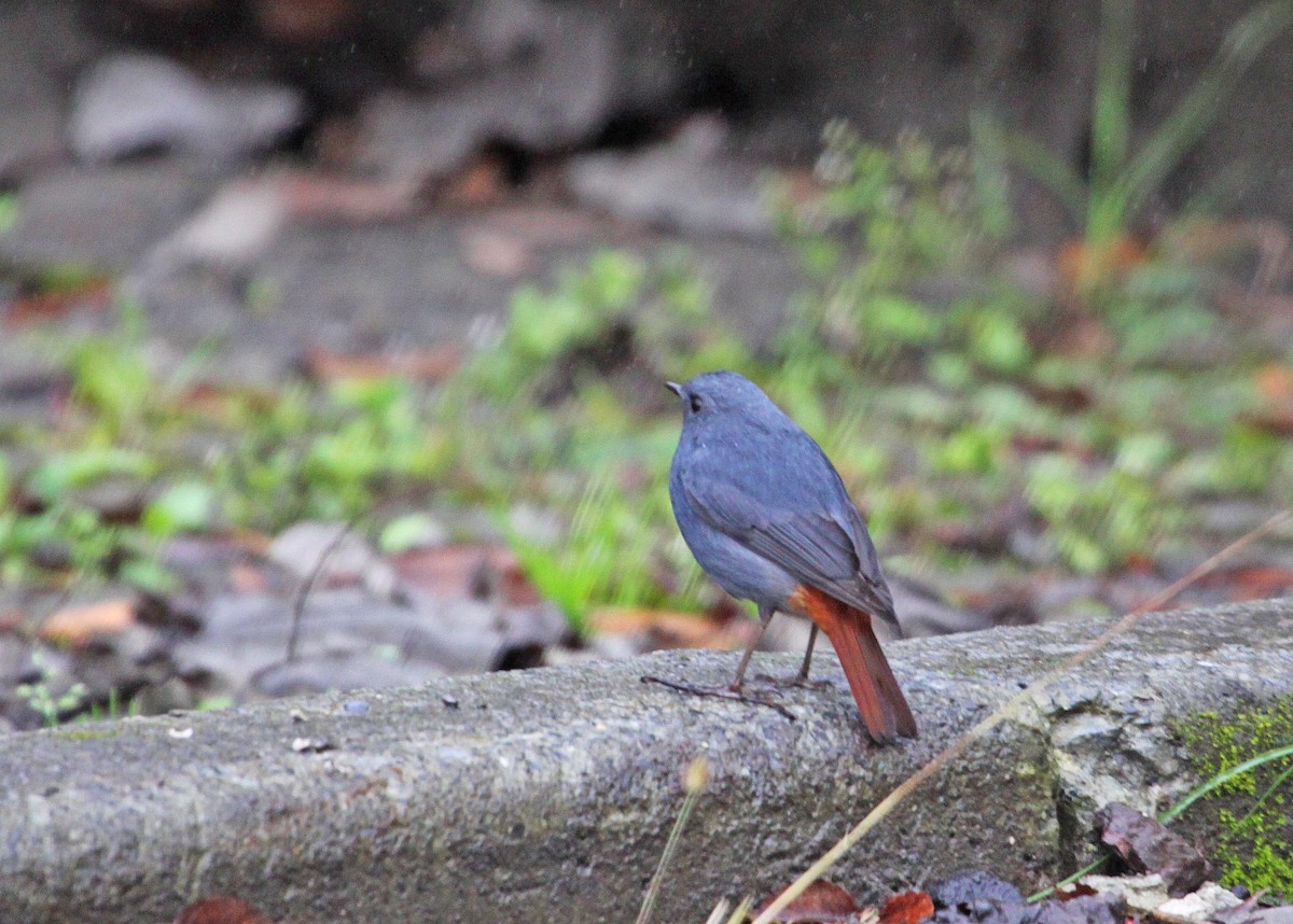 Plumbeous Redstart - ML393793521