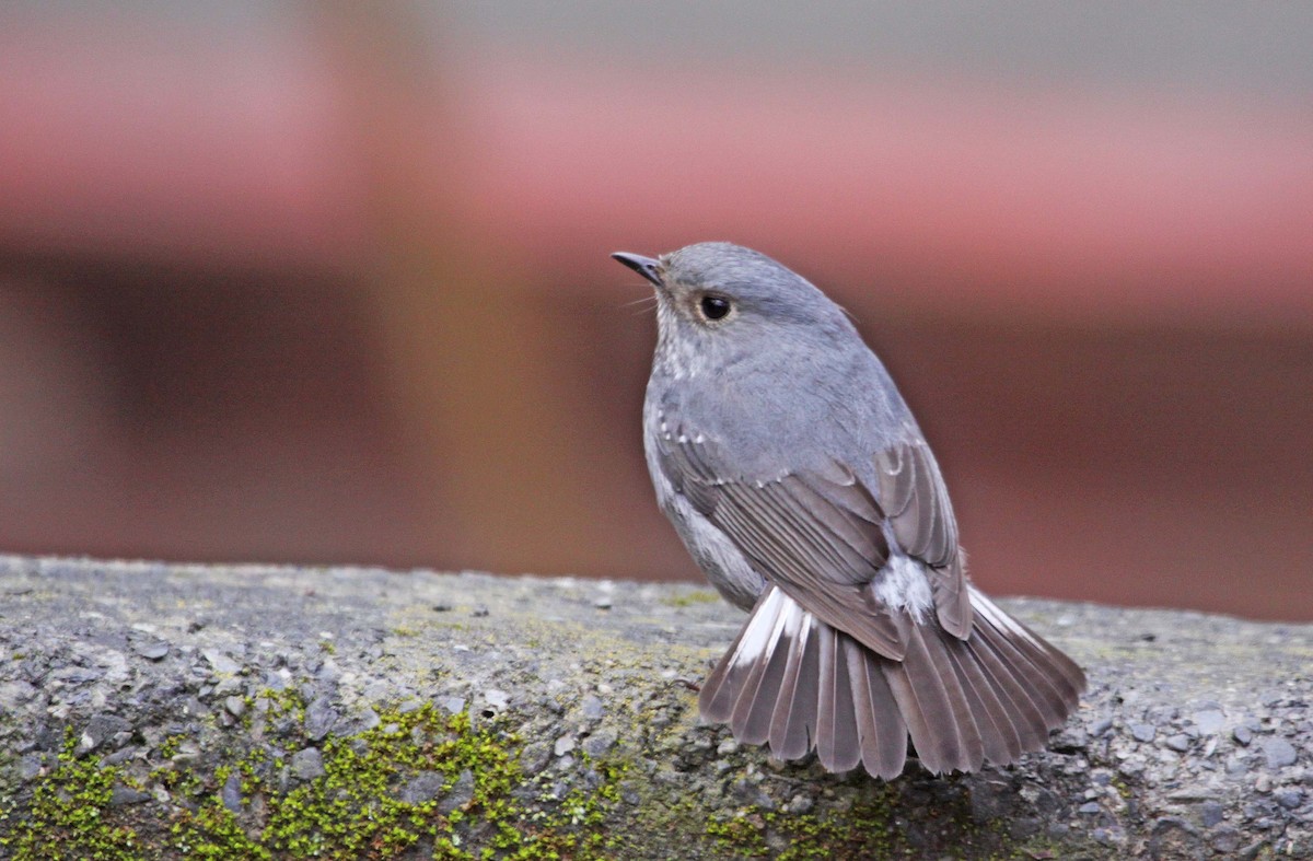 Plumbeous Redstart - ML393793541