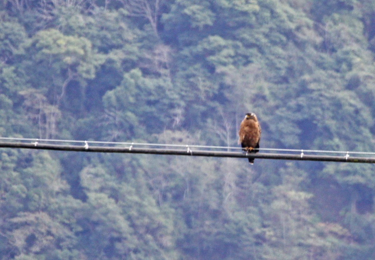 Crested Serpent-Eagle - ML393793561