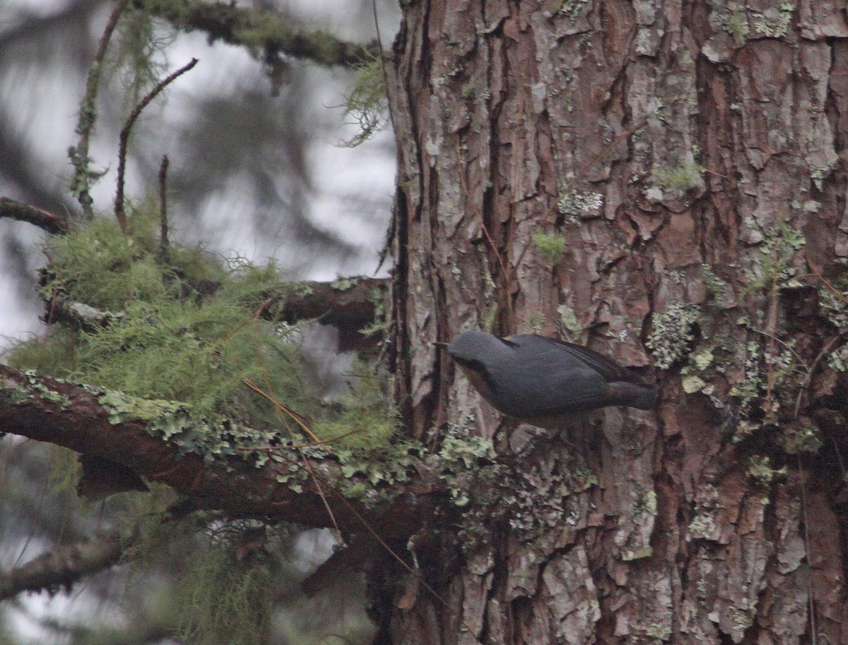 Eurasian Nuthatch - ML393793581