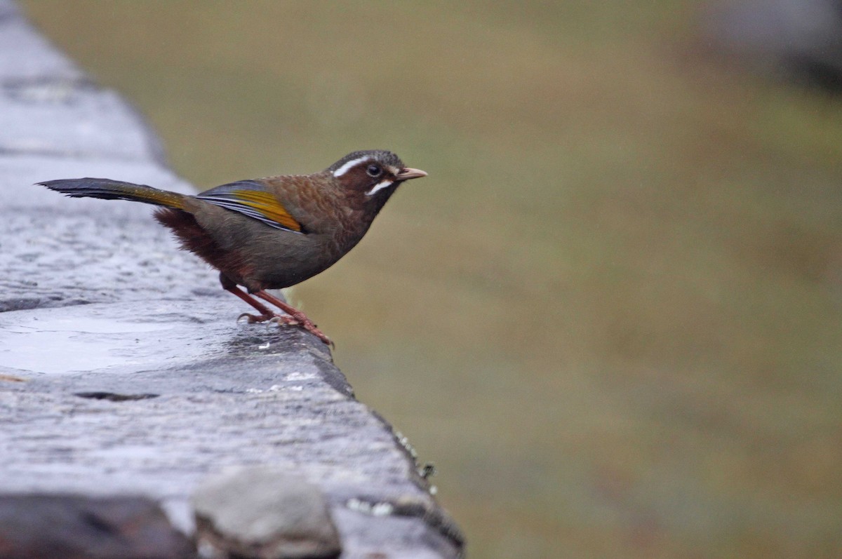 White-whiskered Laughingthrush - ML393793591