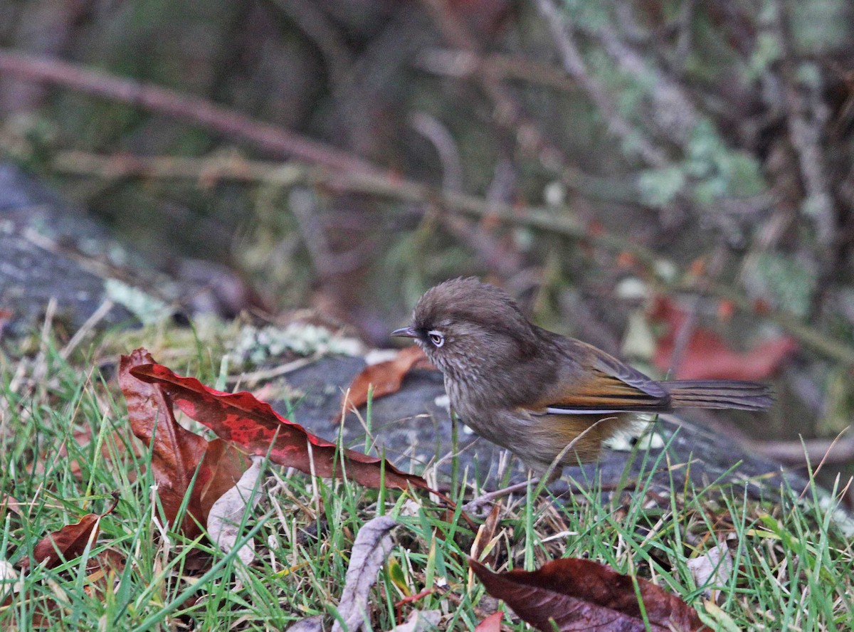 Taiwan Fulvetta - ML393793611