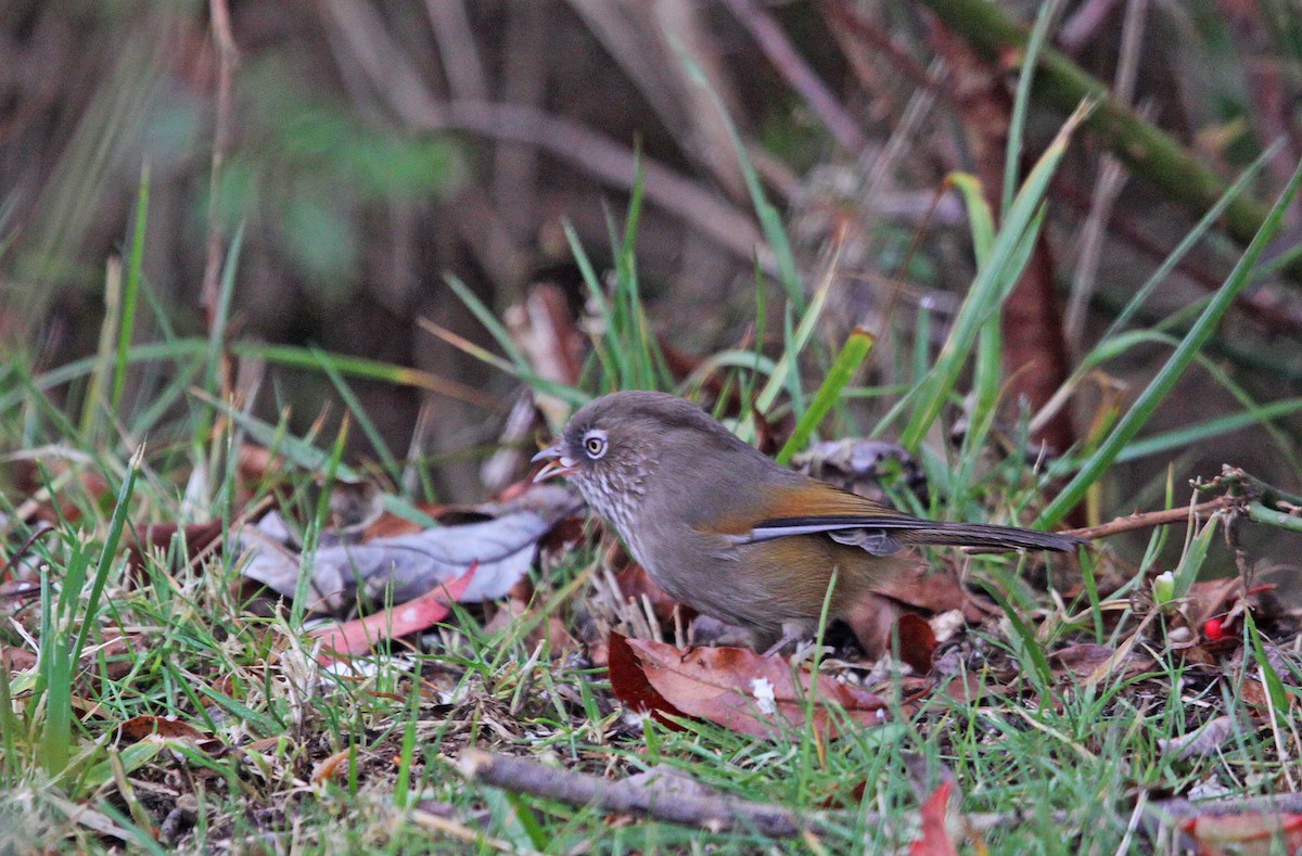 Taiwan Fulvetta - ML393793621