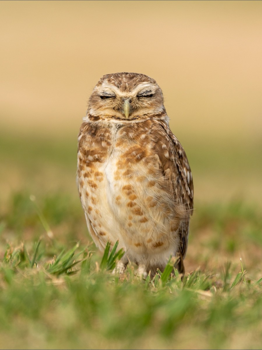 Burrowing Owl - Carlos Rossello