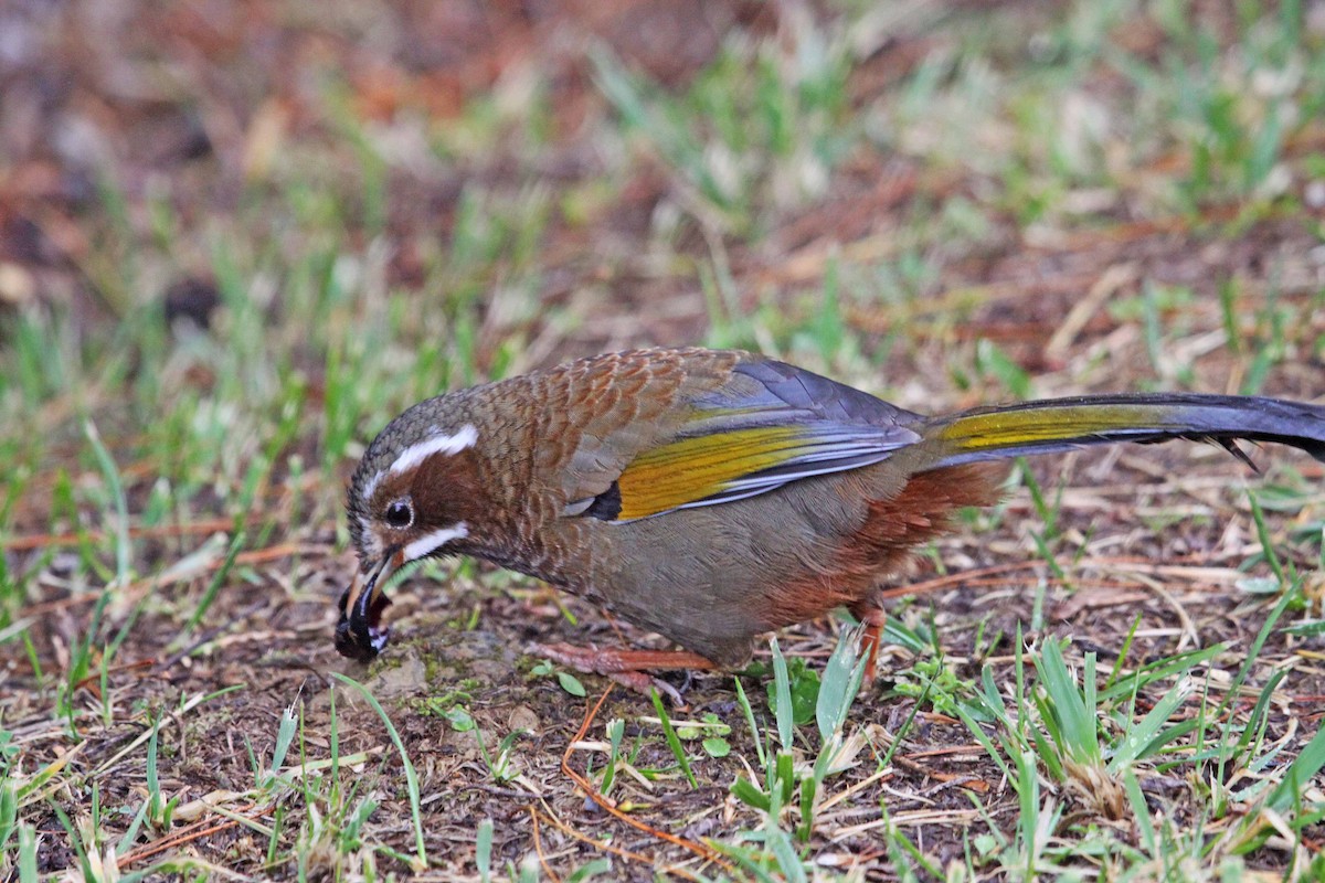 White-whiskered Laughingthrush - ML393793661